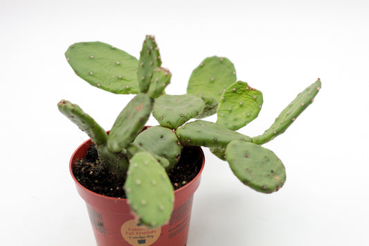 Opuntia Humifusa leaf cactus