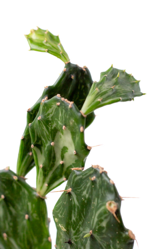 Opuntia jamaicensis "Ghost"