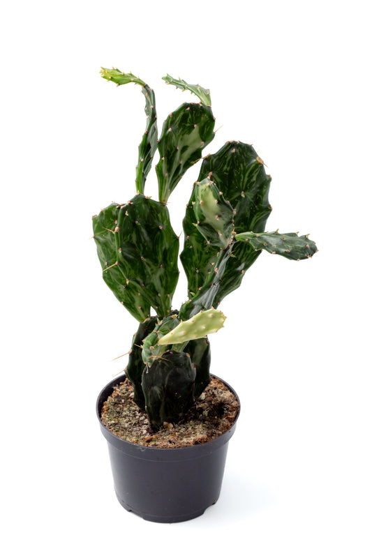 Opuntia jamaicensis "Ghost"