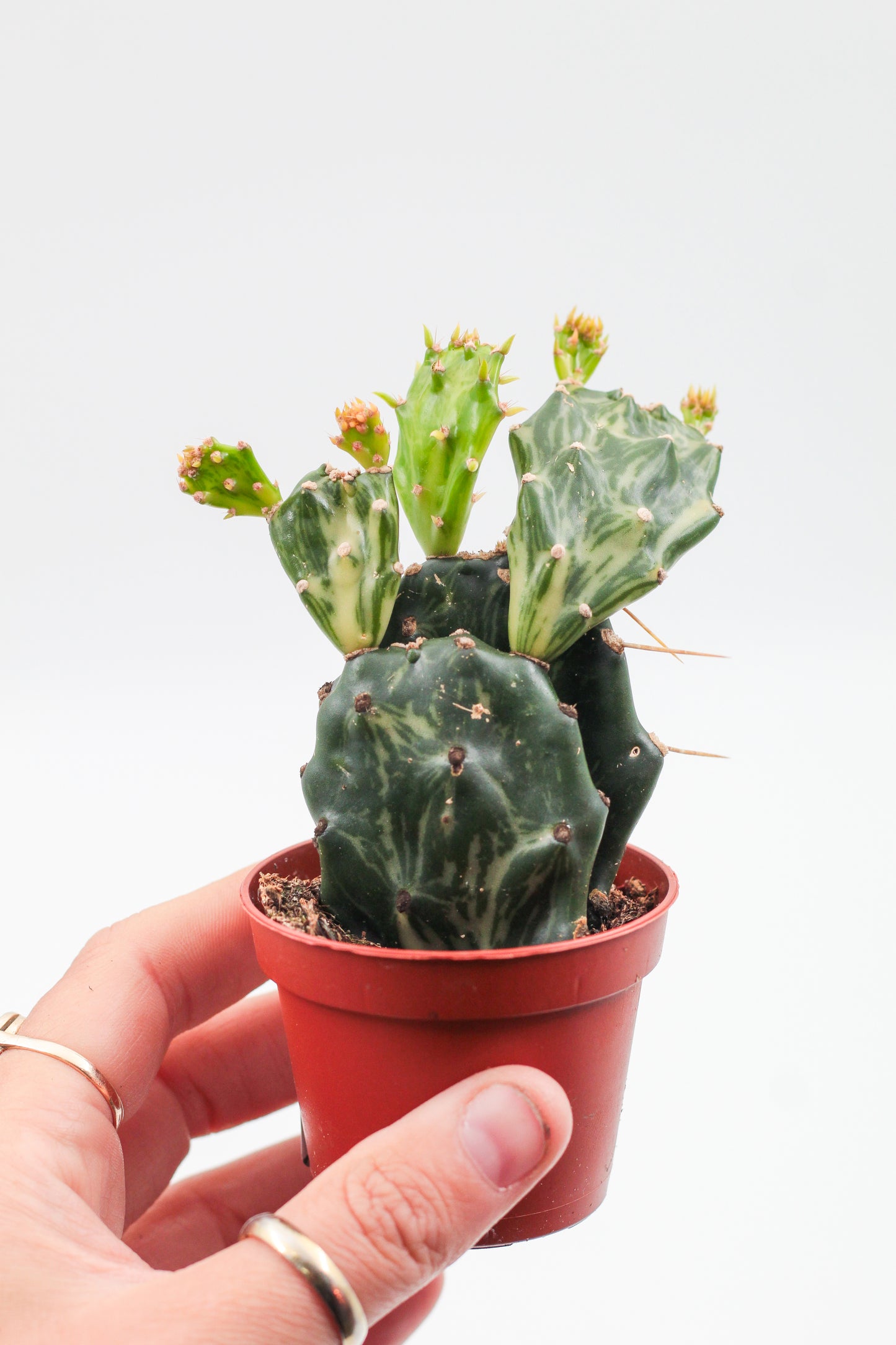 Opuntia jamaicensis "Ghost"