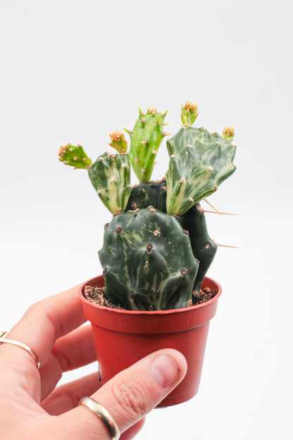 Opuntia jamaicensis "Ghost"