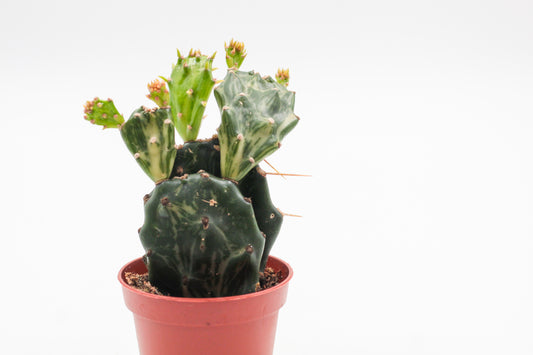 Opuntia jamaicensis "Ghost"