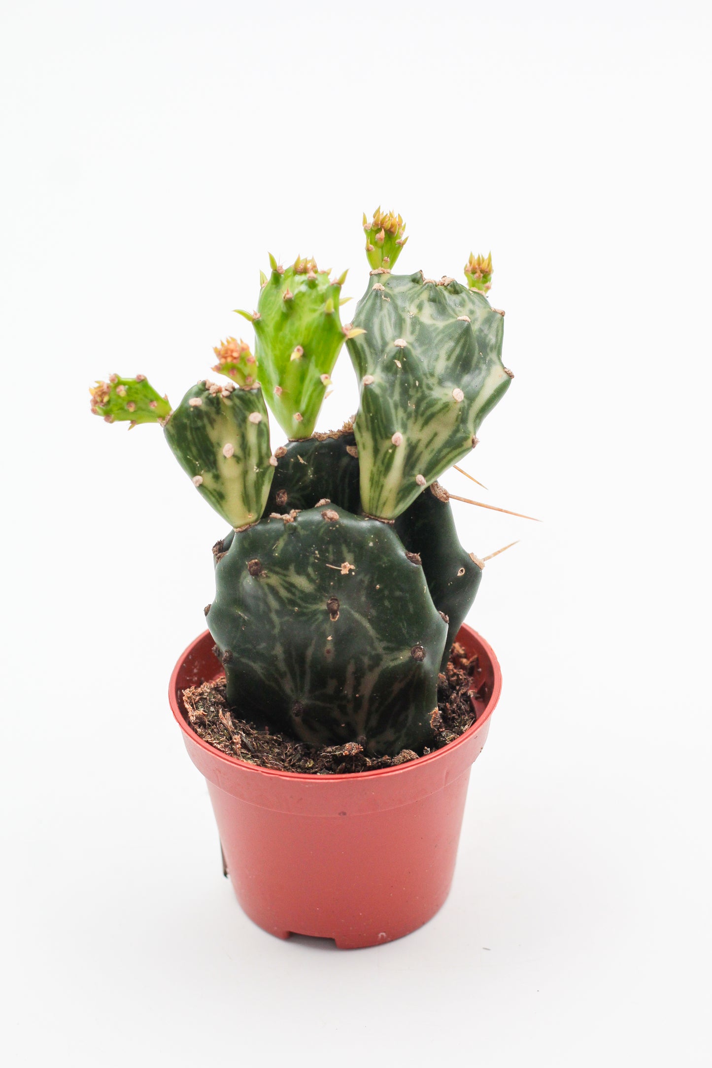 Opuntia jamaicensis "Ghost"