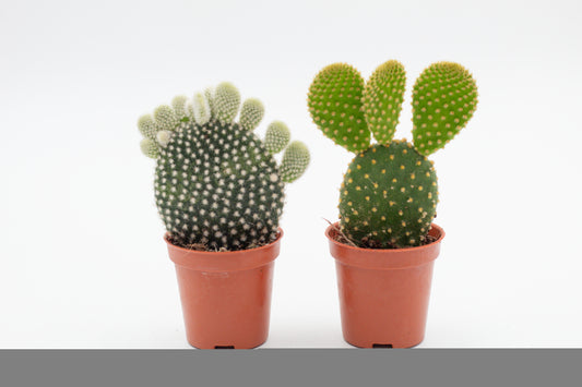 Opuntia mickey mouse mix "Budget prikker"