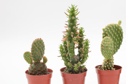Opuntia mix "Budget skewer" 5 pieces