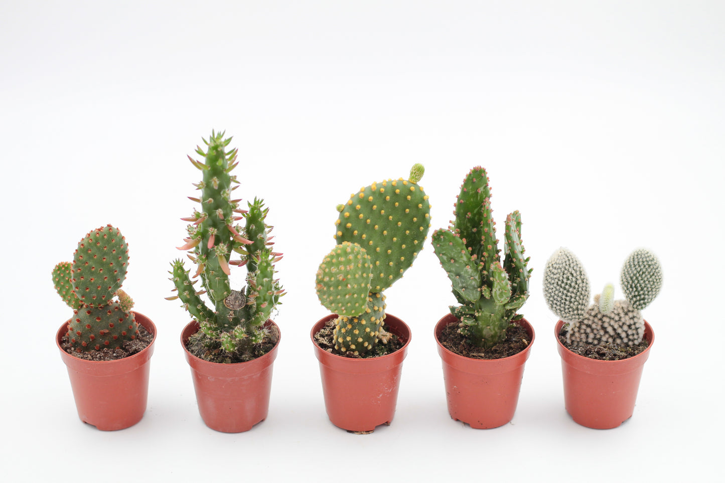 Opuntia mix "Budget skewer" 5 pieces