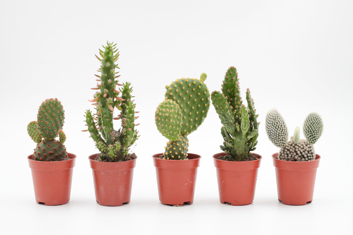Opuntia mix "Budget skewer" 5 pieces
