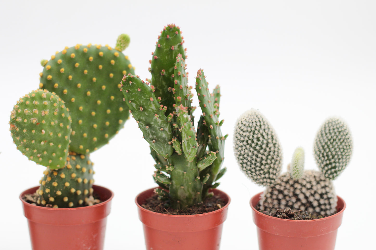 Opuntia mix "Budget skewer" 5 pieces