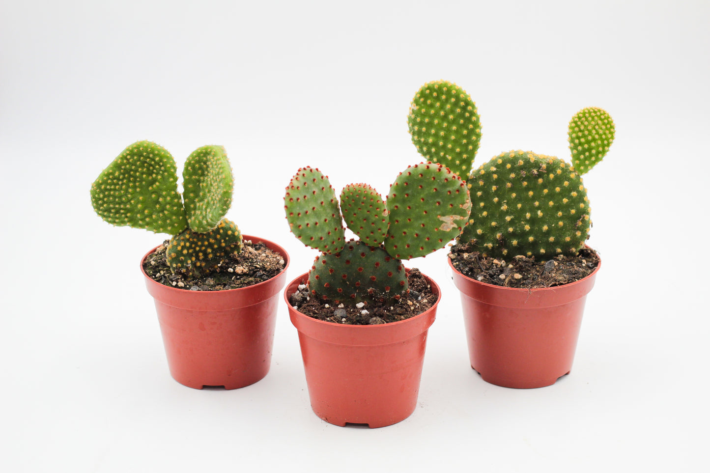 Opuntia mix medium 3 pieces