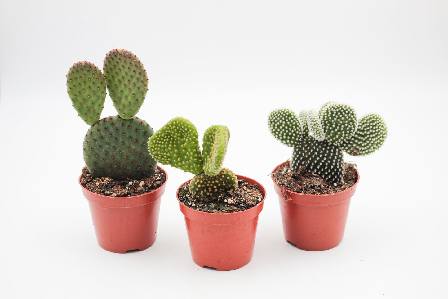 Opuntia mix medium 3 pieces