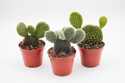 Opuntia mix medium 3 pieces
