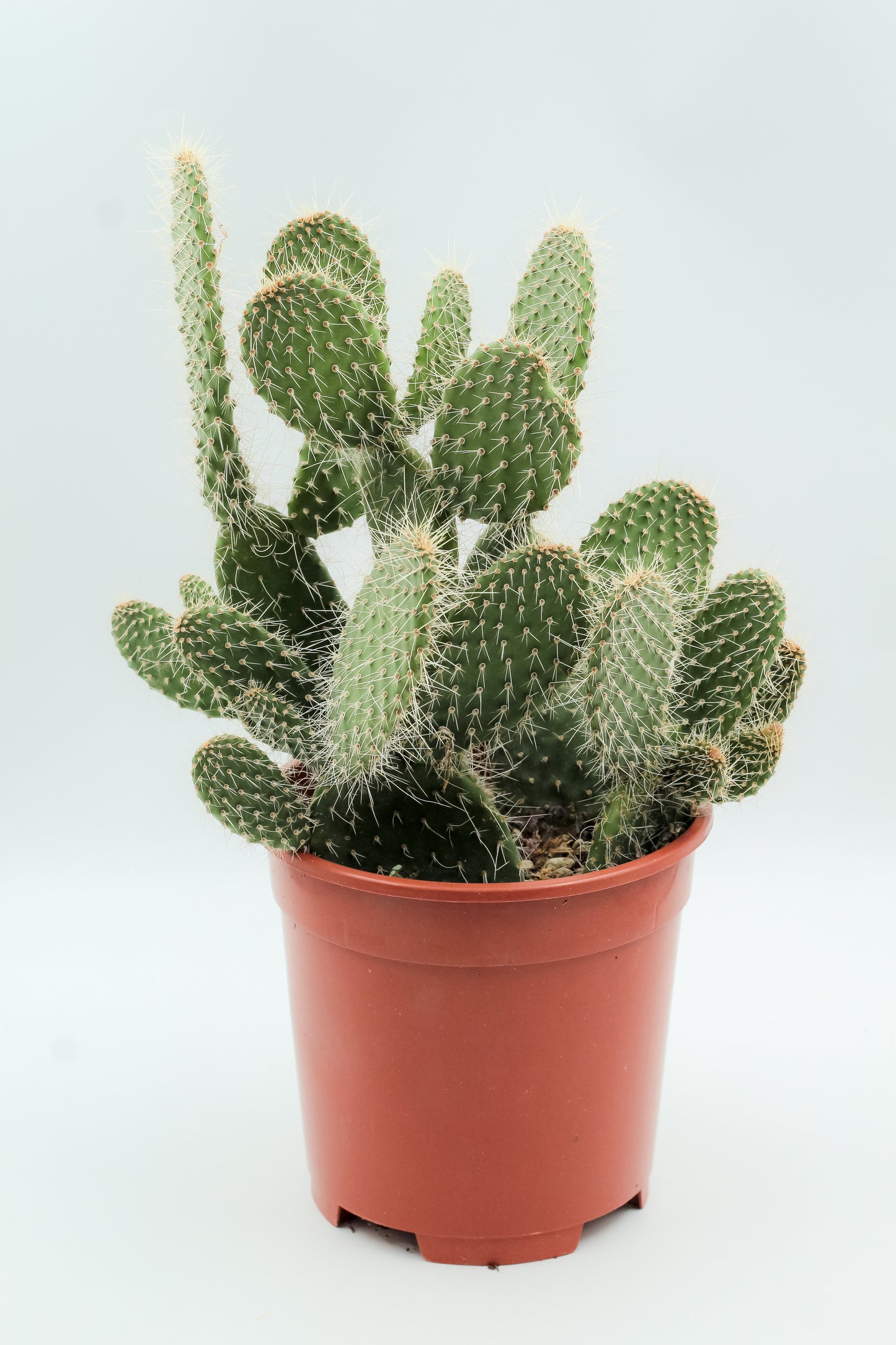 Opuntia polyacantha cristal tide