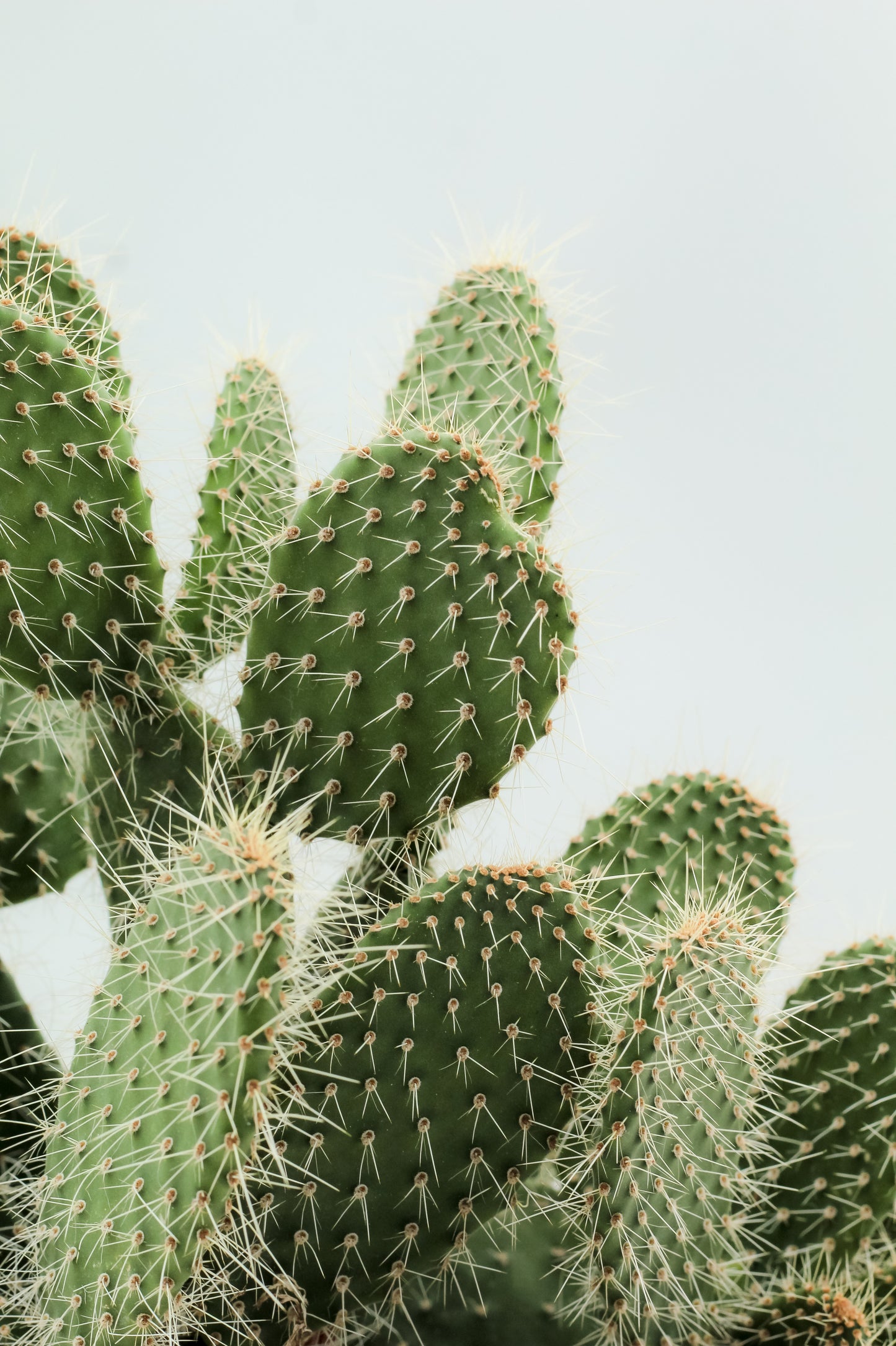 Opuntia polyacantha cristal tide