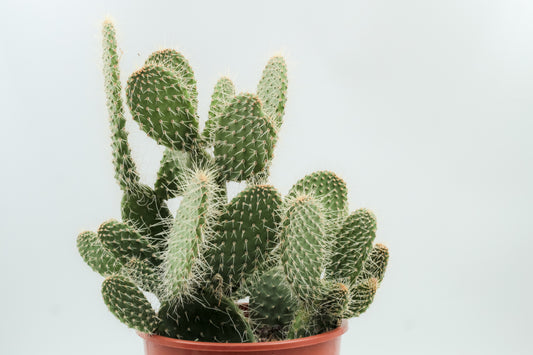 Opuntia polyacantha cristal tide