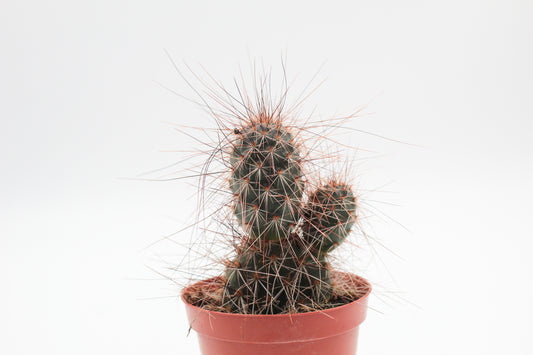 Opuntia polyacantha var Erinacea