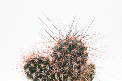 Opuntia polyacantha var Erinacea