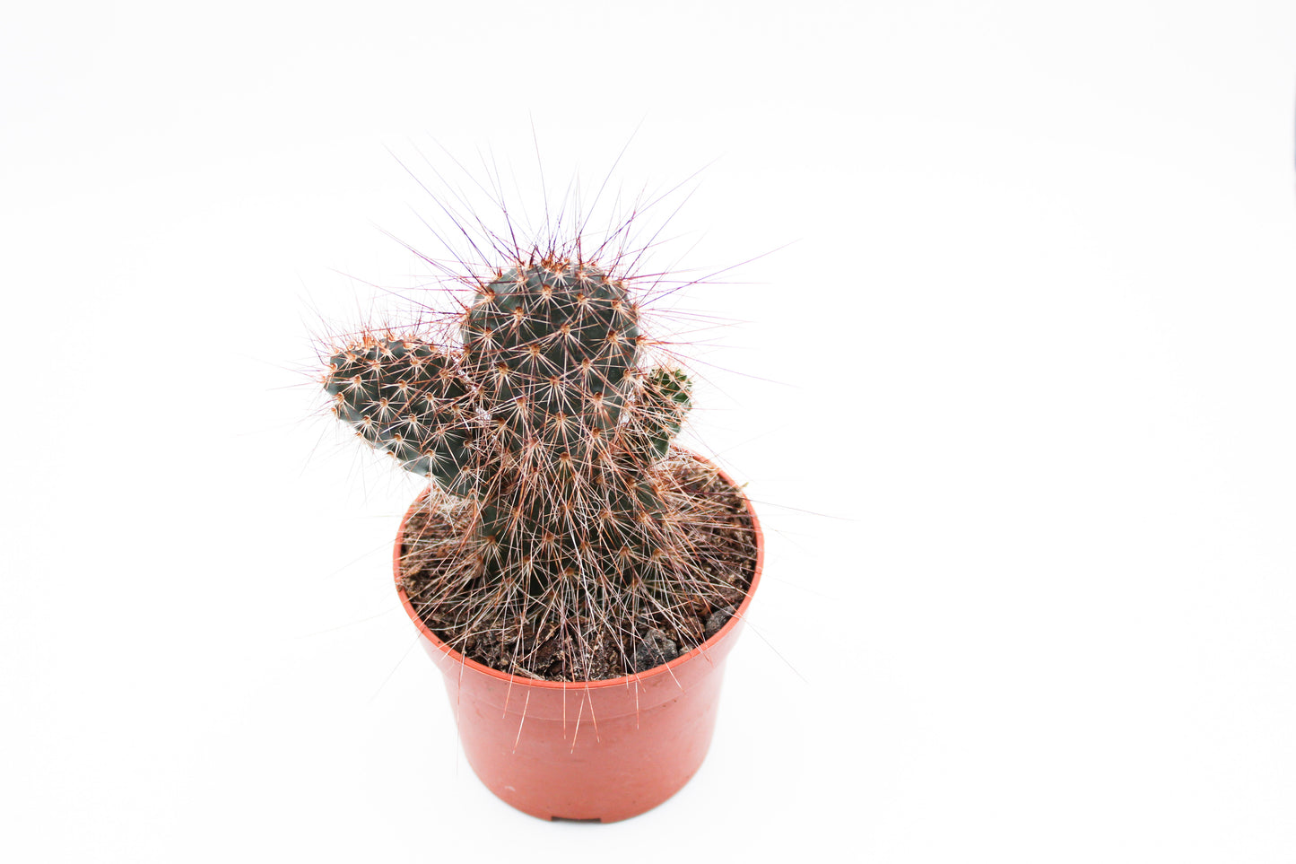 Opuntia polyacantha var Erinacea