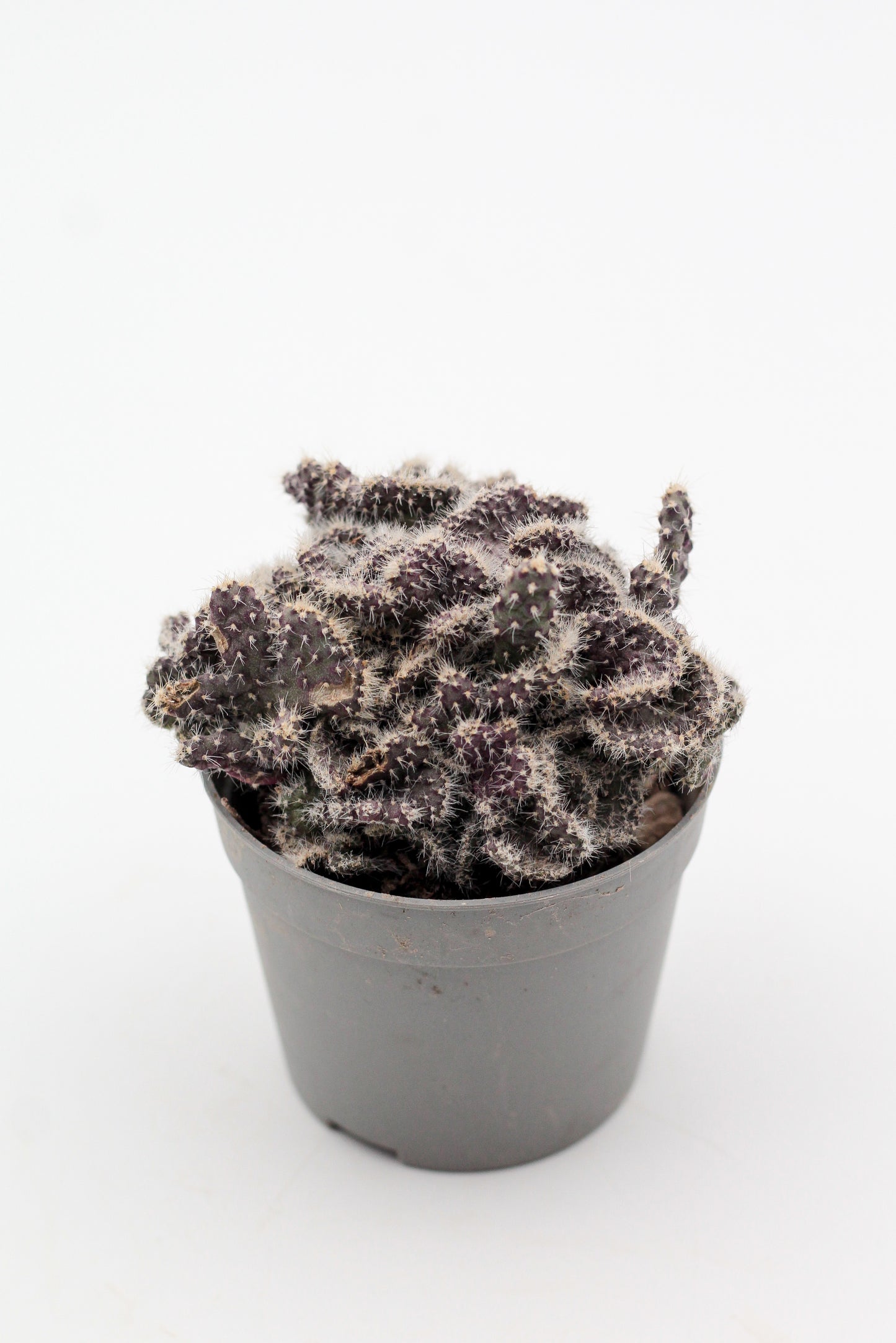 Opuntia tuna cristaat