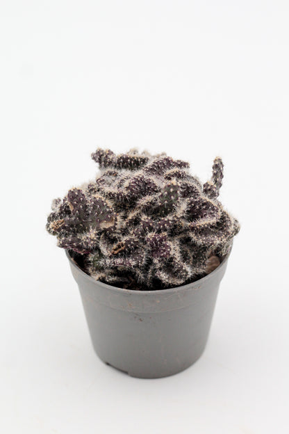 Opuntia tuna cristaat