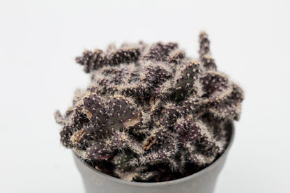 Opuntia tuna cristaat