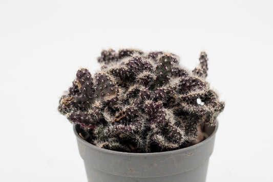 Opuntia tuna cristaat