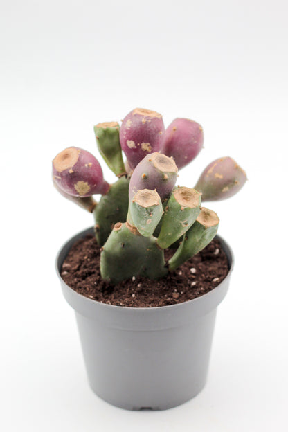 Opuntia vulgaris met vruchten