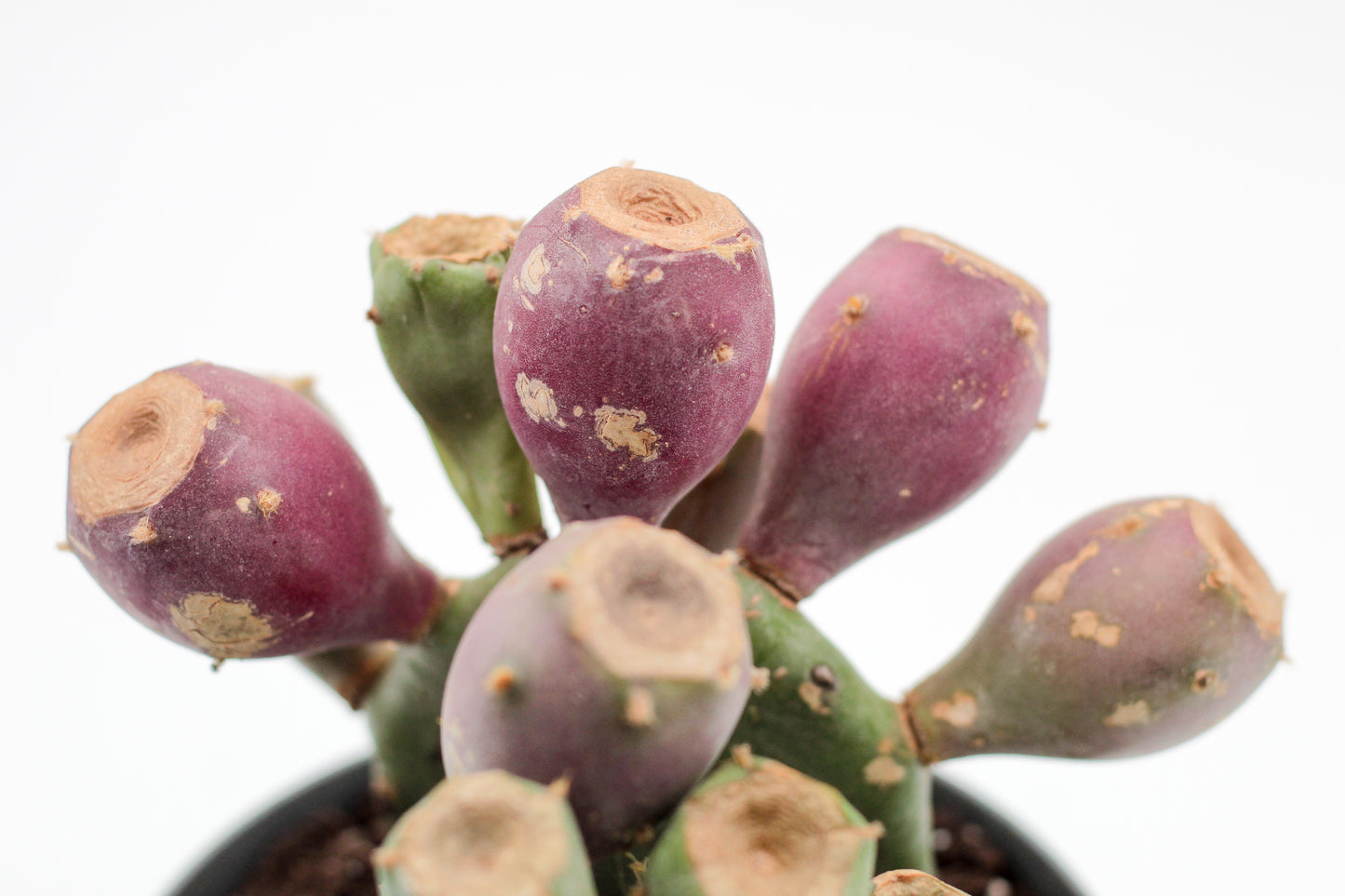 Opuntia vulgaris met vruchten