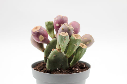 Opuntia vulgaris met vruchten