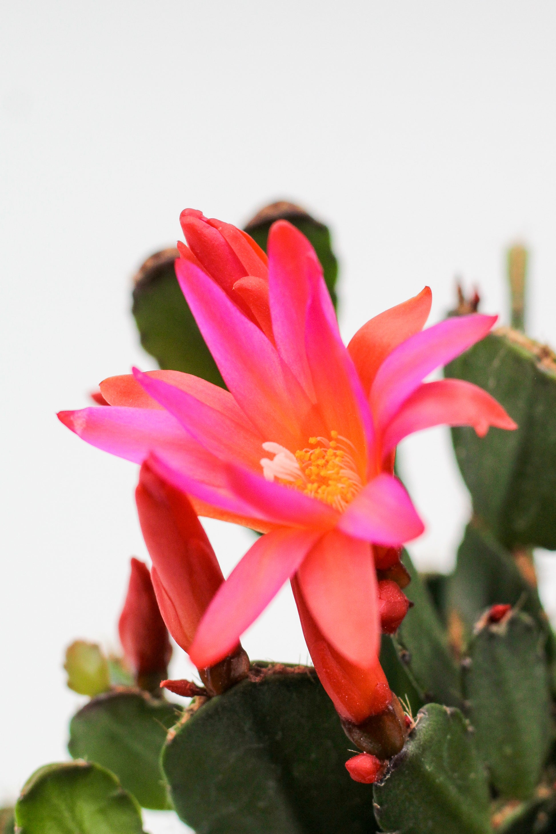 Rhipsalidopsis gaertneri Easter cactus – ikhebeencactus