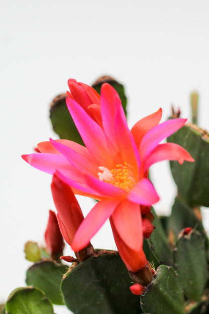 Rhipsalidopsis gaertneri Easter cactus