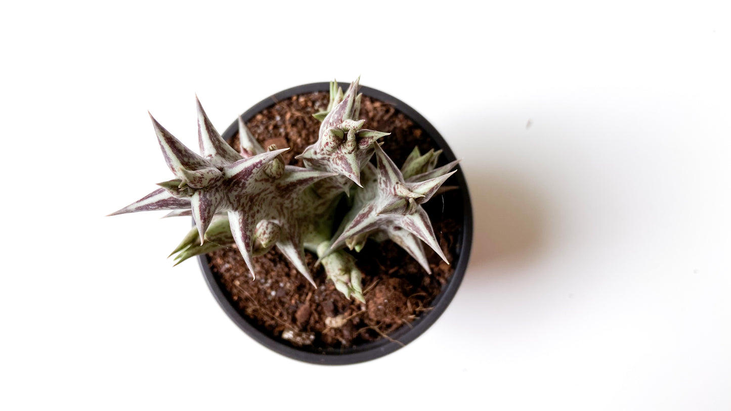 Orbea Decaisneana subs. Hesperidum (Stapelia)