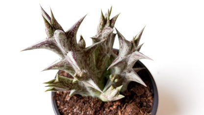 Orbea Decaisneana subs. Hesperidum (Stapelia)