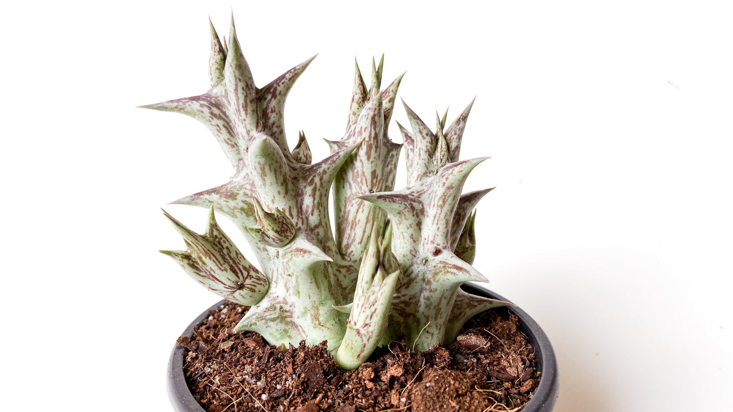 Orbea Decaisneana subs. Hesperidum (Stapelia)