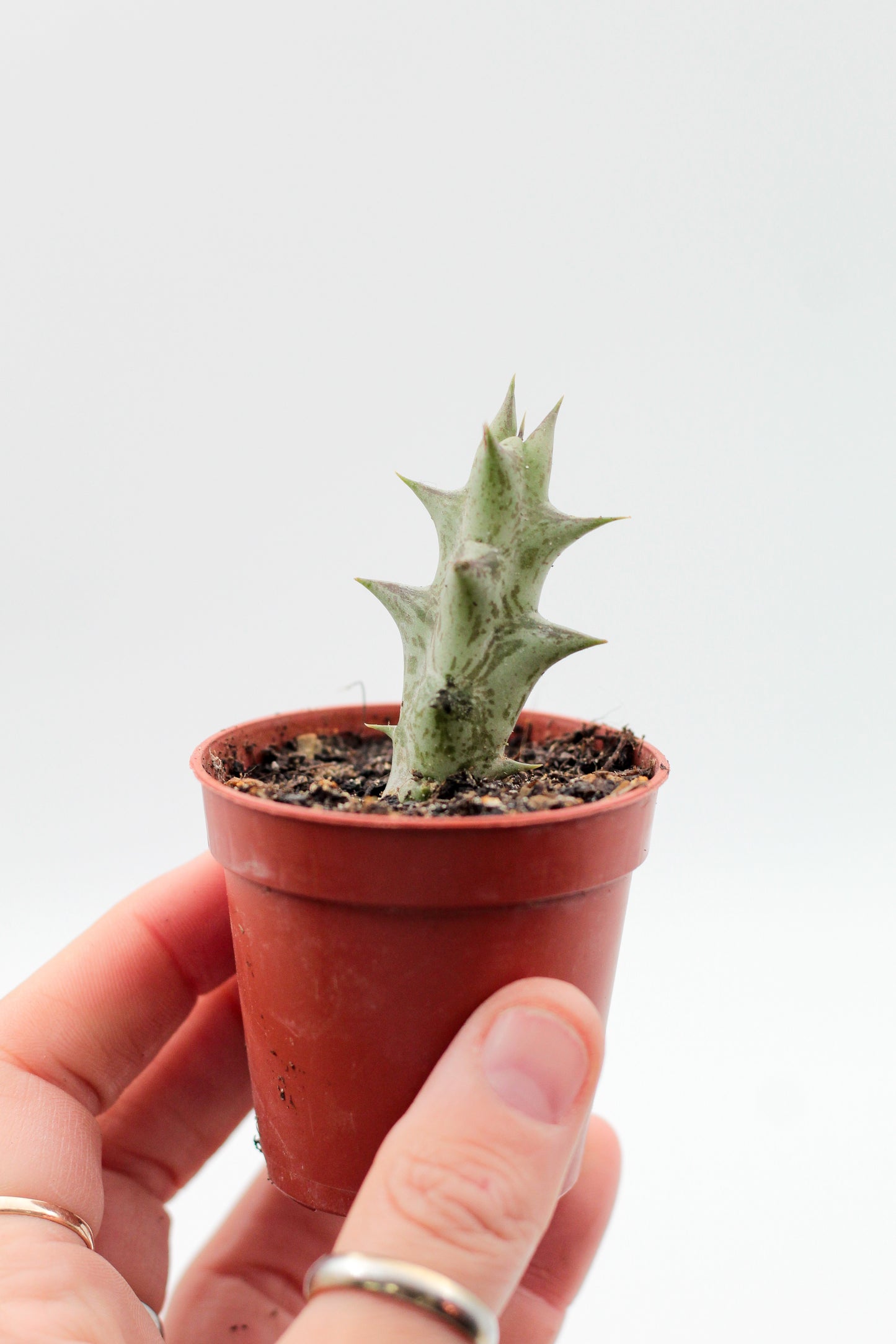 Orbea Decaisneana subs. Hesperidum (Stapelia)