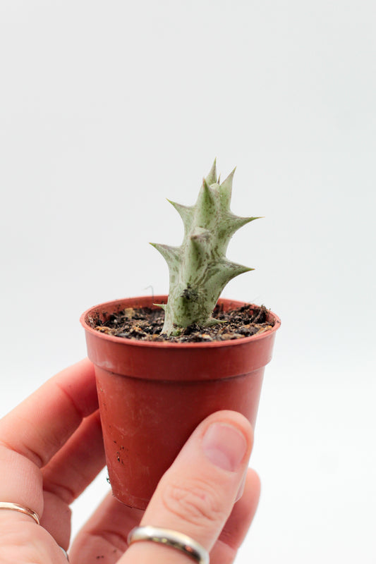 Orbea Decaisneana subs. Hesperidum (Stapelia)