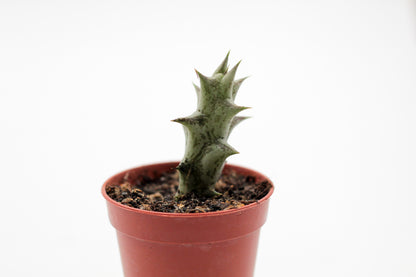 Orbea Decaisneana subs. Hesperidum (Stapelia)