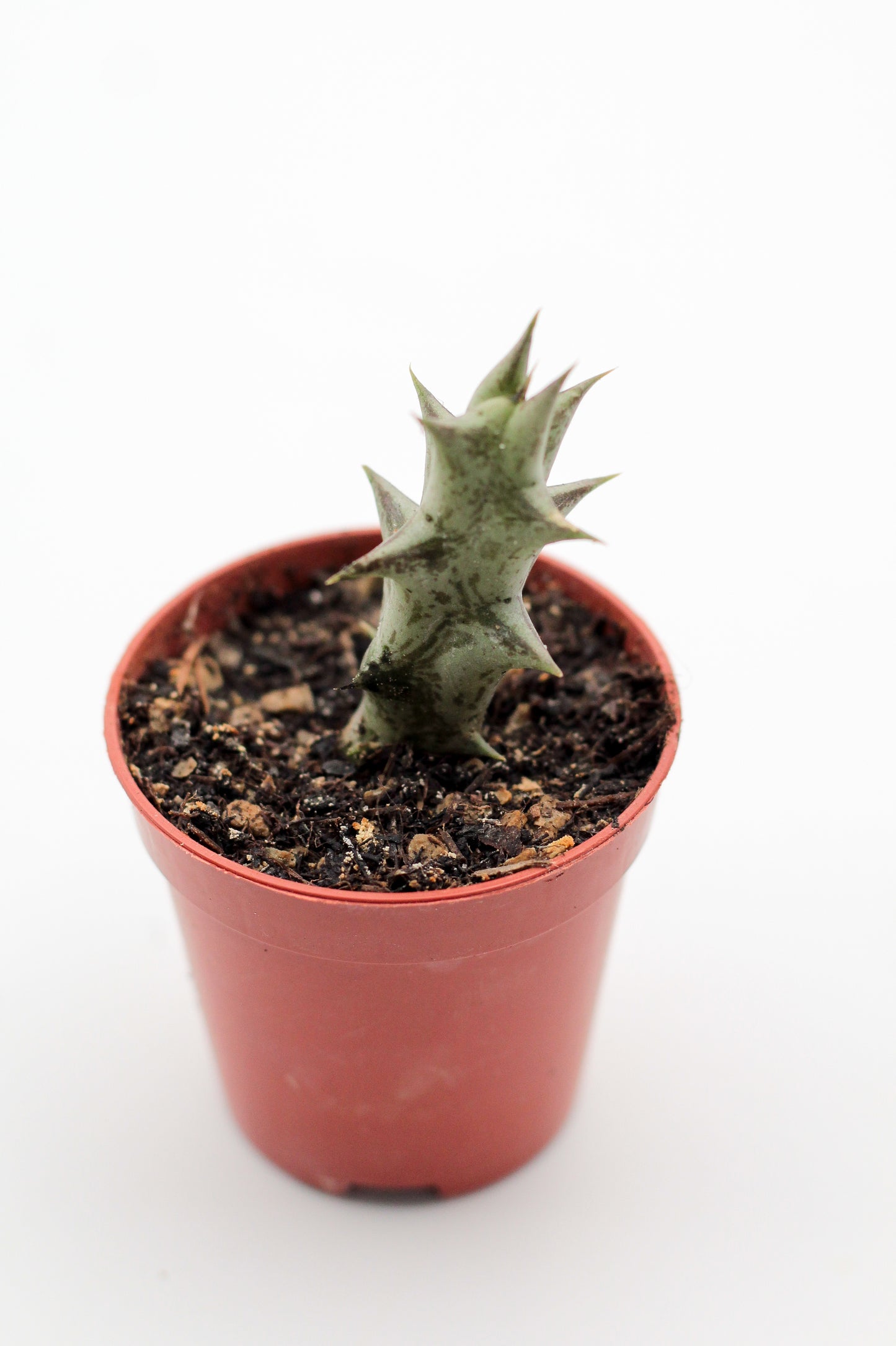 Orbea Decaisneana subs. Hesperidum (Stapelia)