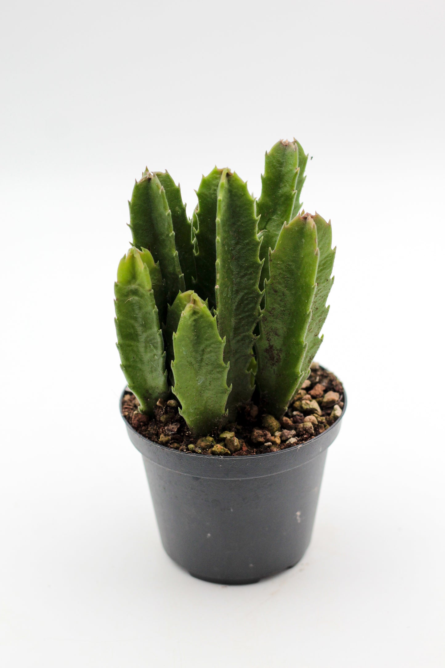 Orbea Gigantea (Stapelia)