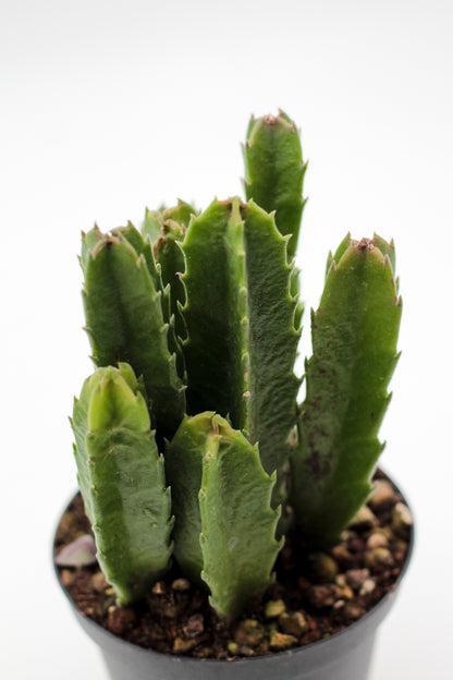 Orbea Gigantea (Stapelia)