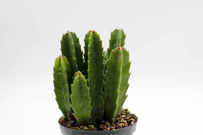 Orbea Gigantea (Stapelia)