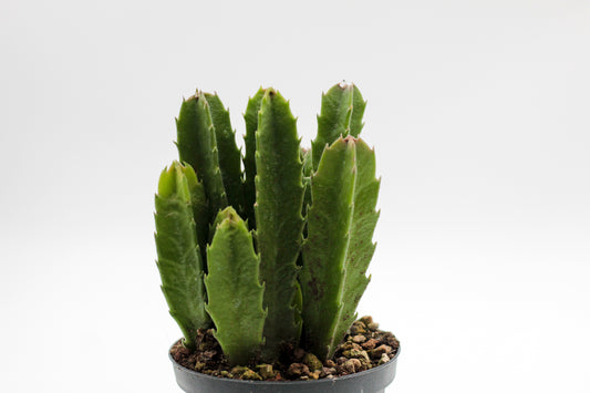 Orbea Gigantea (Stapelia)