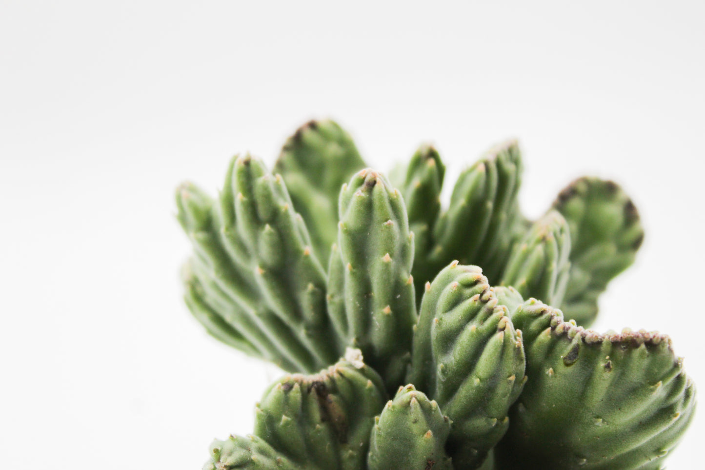 Orbea Leendertziae cristaat ( Stapelia )