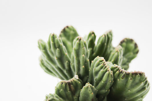 Orbea Leendertziae cristaat ( Stapelia )