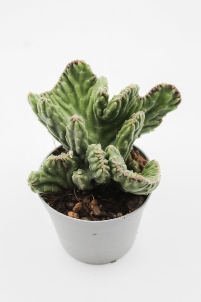 Orbea Leendertziae cristaat ( Stapelia )