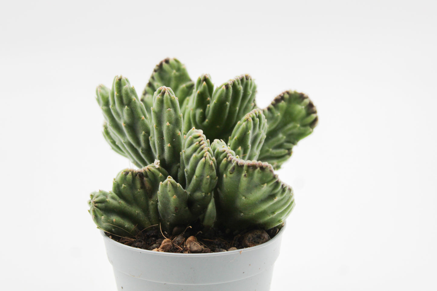 Orbea Leendertziae cristaat ( Stapelia )