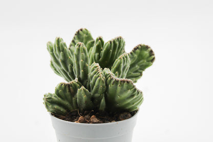 Orbea Leendertziae cristaat ( Stapelia )