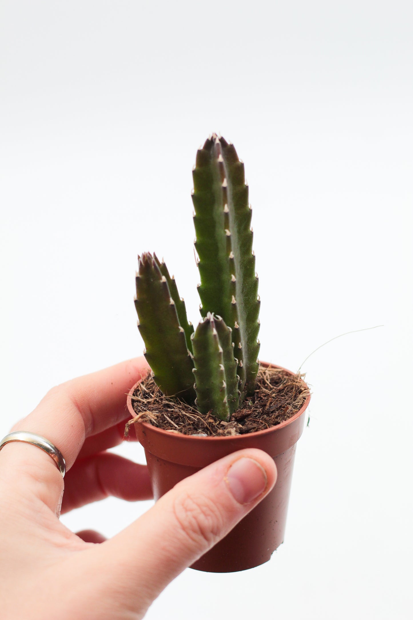Orbea Leendertziae (Stapelia)