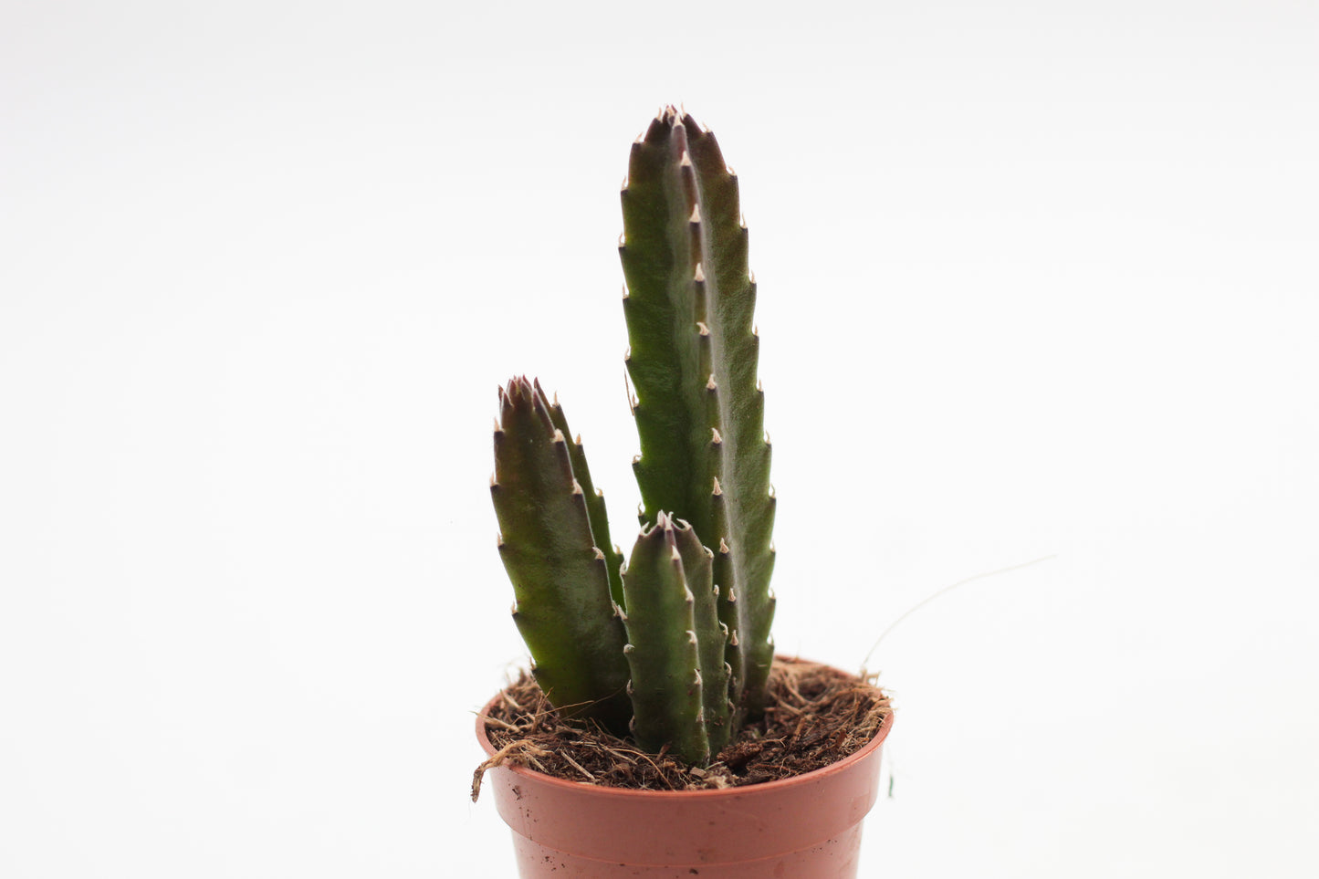 Orbea Leendertziae (Stapelia)