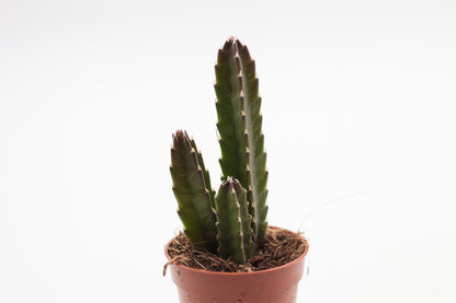 Orbea Leendertziae (Stapelia)