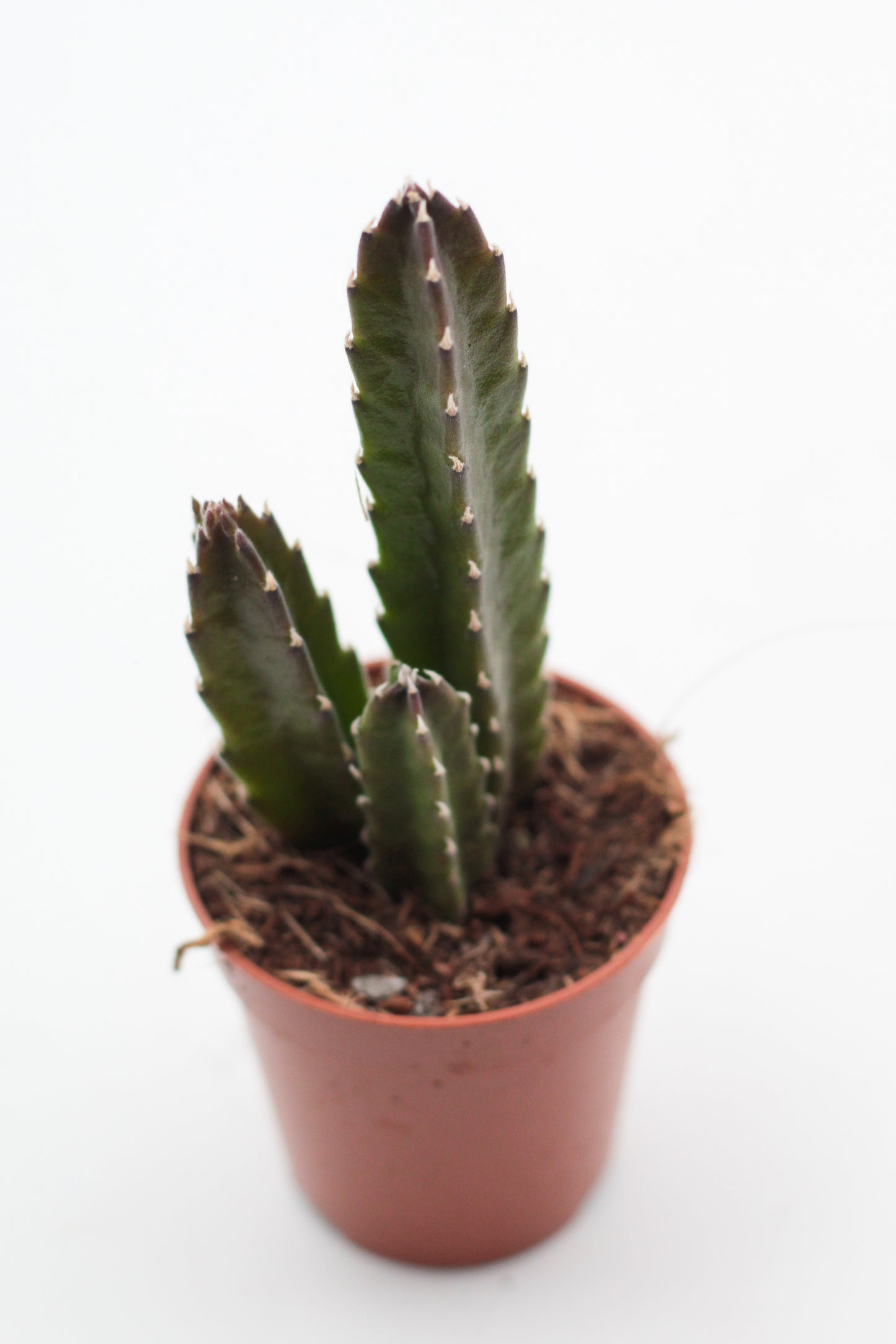 Orbea Leendertziae (Stapelia)